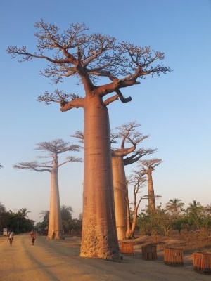 Madagascar Highlight: Rainforest, Baobabs & Tsingy - 10 Days / 9 Nights

Experience the best of Madagascar through an unforgettable journey combining rainforest, highlands, baobabs, and the spectacular Tsingy landscapes.
A premium adventure designed for travelers seeking comfort, authenticity, and breathtaking discoveries